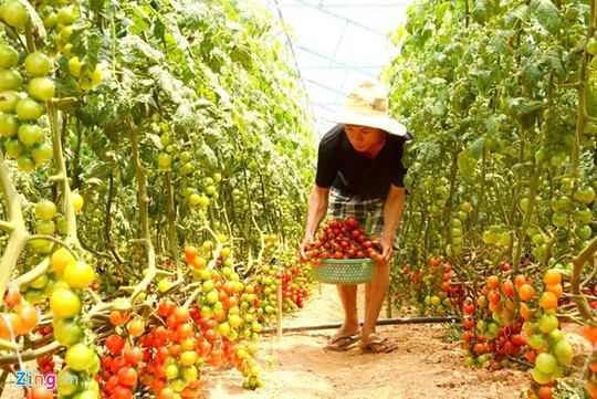 
Trang trại nông nghiệp công nghệ cao của anh em Cao Văn Duy và Cao Văn Khánh. Ảnh: Thạch Thảo.
