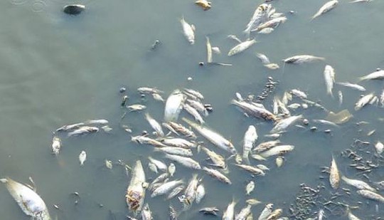 
Cá chết nổi trên sông tại tỉnh Kampong Thom tuần trước do nhiệt độ lên cao. Ảnh: Fisheries Administration
