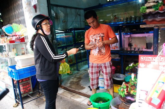 
Mua cá chơi tết ở một tiệm cá trên đường Nguyễn Kiệm, Q.Phú Nhuận, TP HCM - Ảnh: KHÁNH NGỌC
