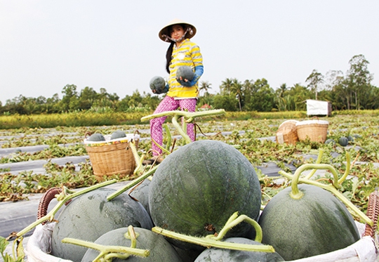 
Chọn cây trồng phù hợp vẫn có thể ứng phó được với hạn và xâm nhập mặn. Trong ảnh là nông dân đang thu hoạch dưa hấu.
