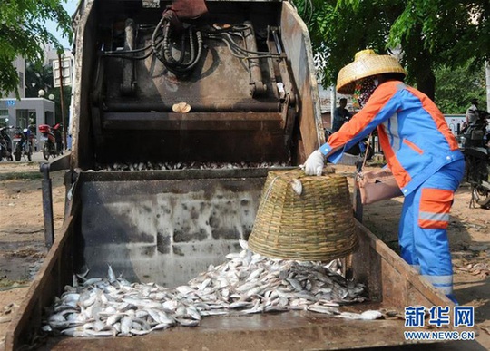 
Nguyên nhân cá chết đang tiếp tục được điều tra. Phần lớn cá chết đều có kích thước gần bằng bàn tay. Ảnh: China News
