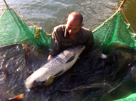 
Khi thu hoạch, cá trắm đen đạt trung bình 4-5kg
