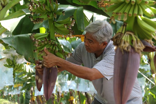 
Ông Võ Quan Huy chăm sóc chuối.   H.D
