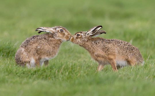 
Thỏ rừng tình tứ trên đồng cỏ xanh mát ở Suffolk - Anh. Ảnh: FLPA/Paul Sawer/REX/Shutterstock
