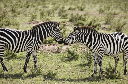 
Ngựa vằn tỏ tình ở Masai Mara, Kenya. Ảnh: Cultura/REX/Shutterstock
