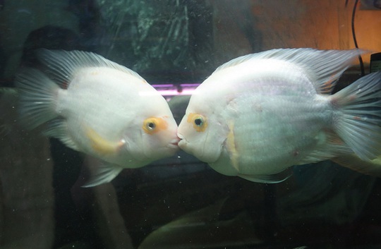 
Nụ hôn trong bể cá của cửa hàng thú cưng ở Trung Quốc. Ảnh: Quirky China News/REX/Shutterstock
