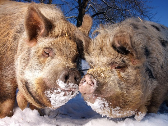 
Cặp heo Kuni tâm sự giữa tuyết lạnh ở phía bắc xứ Wales. Ảnh: Dan Callister/REX/Shuttersto​ck
