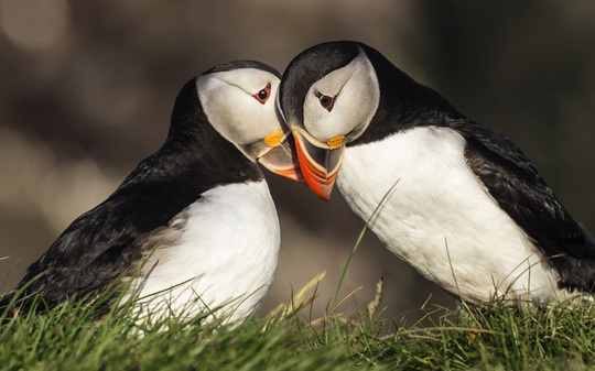 
Tình yêu dịu dàng của chim hải âu,ở Iceland. Ảnh: Blend Images/REX/Shutterstock
