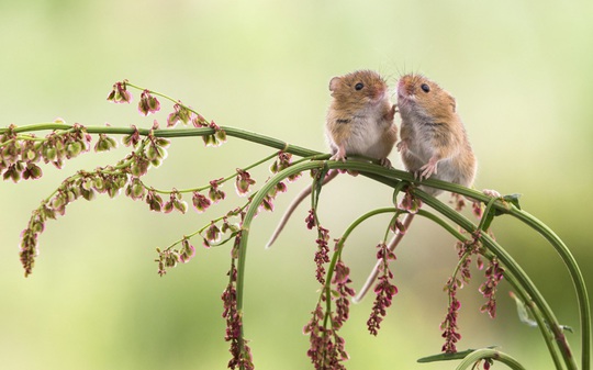 
Hai chú chuột nhỏ xíu cũng tranh thủ bày tỏ tình cảm. Ảnh: NPL/REX/Shutterstock
