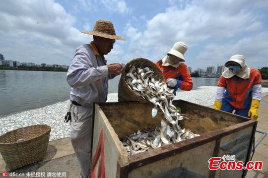 
Các công nhân môi trường đang dọn dẹp cá chết. Ảnh: Sina
