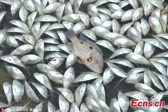 
Cận cảnh cá chết bí ẩn trên Hồ Đỏ. Các nhà khoa học đã vào cuộc điều tra và chưa có kết luận cuối cùng. Tuy nhiên các chuyên gia cho rằng có thể cá chết do nồng độ muối trong nước quá cao. Ảnh: Sina
