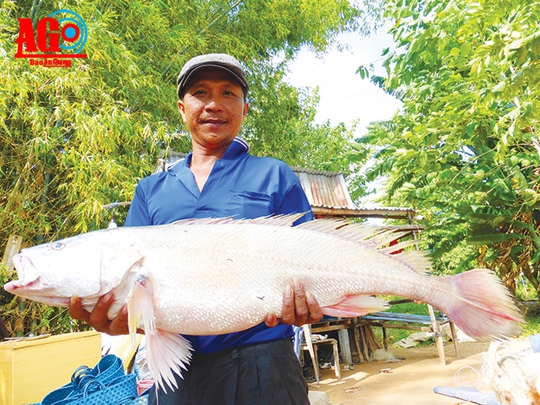 
Anh Sơn “lái cá” đặc sản xứ Vàm Nao
