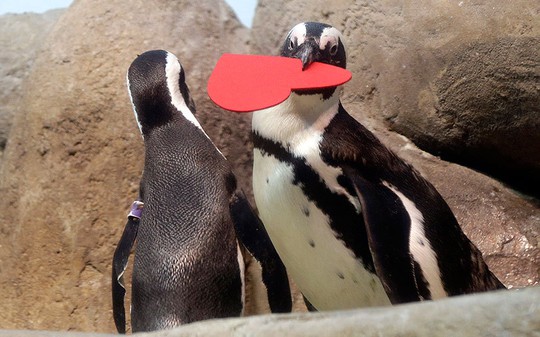 
Chú chim cánh cụt châu Phi đang muốn trao trái tim khổng lồ của mình cho người yêu. Ảnh chụp tại Học viện Khoa học California ở San Francisco. Ảnh: AP

 
