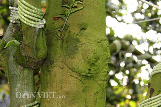 
2 cây mai cổ của ông Tiêu Hồng Minh có bộ rễ đẹp, nhiều nu (những cục u nổi tự nhiên trên thân cây), nhánh to
