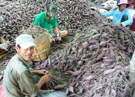 Nông dân huyện Bình Tân, tỉnh Vĩnh Long vẫn chưa thể khá lên từ nghề trồng khoai lang do giá cả thất thường