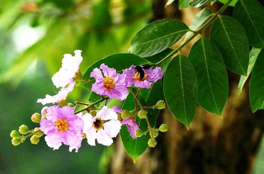 
Hoa bằng lăng có nguồn gốc từ Ấn Độ. Do có màu đẹp nên các tỉnh thành ở Việt Nam hay trồng nhiều làm cảnh quan đô thị. Loài hoa này có nhiều cung bậc màu sắc khác nhau. Phổ biến nhất là màu tím hồng, tím biếc. Một số cây có màu tím pha trắng
