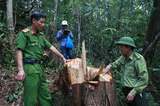 
Ông Thanh cũng nhìn nhận lâm tặc rất tư tin phá rừng như chốn không người
