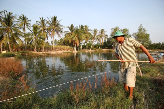 Nông dân ở xã Định An, huyện Trà Cú (tỉnh Trà Vinh) vớt cá lóc bị bệnh lên bờ Ảnh: CA LINH