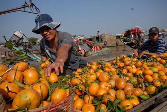 Nhiều loại trái cây Việt Nam muốn vào Mỹ nhưng vướng rào cản kỹ thuật Ảnh: NGỌC TRINH