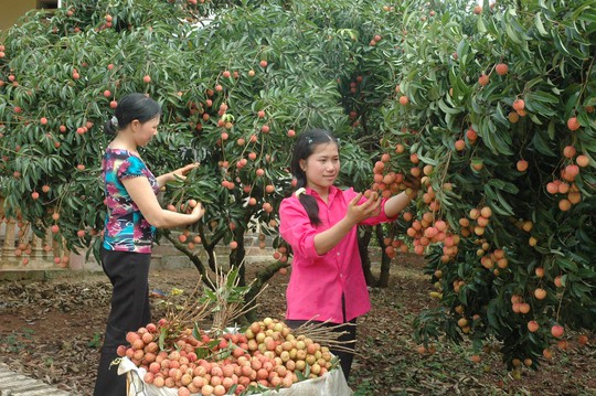 Nông dân tỉnh Bắc Giang thu hoạch vải thiều