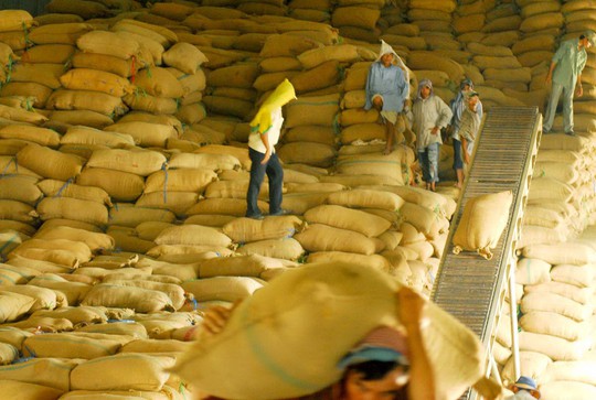 Gạo xuất khẩu sang Trung Quốc sẽ bị kiểm soát chặt hơn về chất lượng Ảnh: NGỌC TRINH