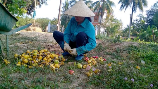 Người trồng điều vẫn chưa thể khá lên dù Việt Nam được xem là cường quốc về nông sản này Ảnh: ĐÌNH THI