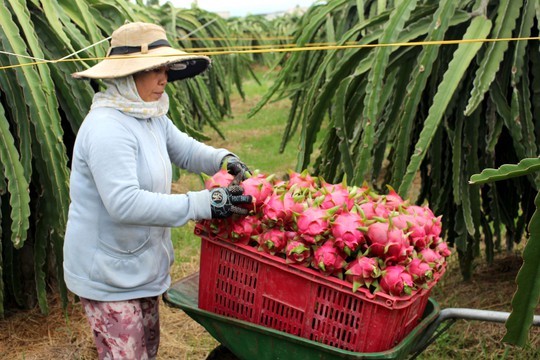 
Nhiều nông dân trồng thanh long ở Bình Thuận đã từ bỏ VietGAP
