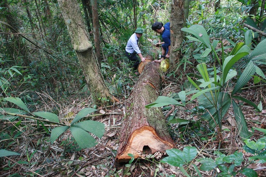 
Ông Lê Trí Thanh (áo trắng) cho rằng có nhiều điều đáng suy nghĩ trong vụ phá rừng này
