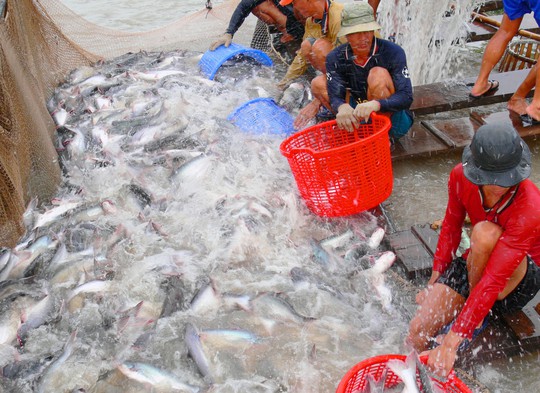 Cá tra nguyên liệu ở ĐBSCL đang thiếu nhưng giá cá vẫn không tăng Ảnh: THỐT NỐT