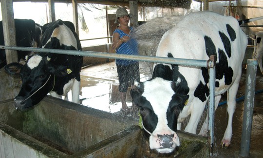 HTX Bò sữa Tân Thông Hội kêu gọi xã viên nộp tiền nhằm xây dựng nhà máy chế biến sữa, phát triển thương hiệu bò sữa Củ Chi Ảnh: ĐÌNH THI