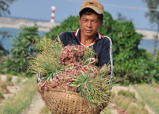 Người dân Lý Sơn thu hoạch hành tím ở Lý Sơn