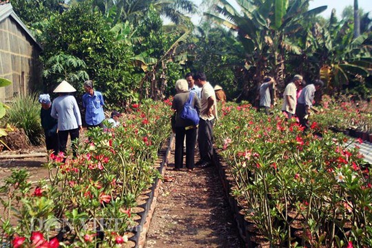 Tại trang trại sứ Ba Đô luôn có nhiều người chơi hoa đến đặt “hàng”.