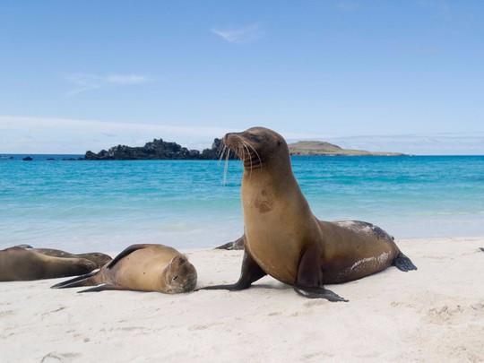 
Tới bãi biển cát trắng ở vịnh Gardner, trên đảo Española thuộc quần đảo Galapagos, Ecuador, du khách sẽ thấy hàng trăm con sư tử biển nằm thư giãn dưới nắng. Bãi biển này cũng là nơi lặn ống thở và lặn bình khí nổi tiếng.
