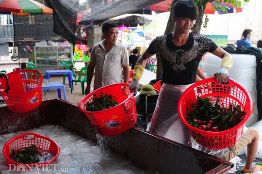 Thương lái Trung Quốc luôn dõi theo mọi công việc tại điểm thu mua của mình.