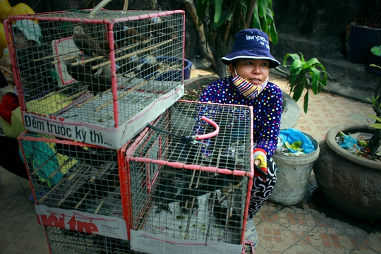 
Chúng lại bị bắt trở lại lồng để tiếp tục bán. Những chú chim này sẽ yếu dần và chết rũ xương ở trong lồng.
