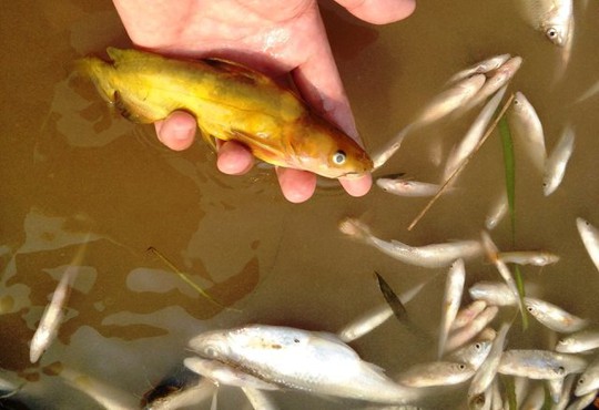 
Cá tự nhiên to, nhỏ trên sông chết trắng dạt vào 2 bên bờ sông Bưởi
