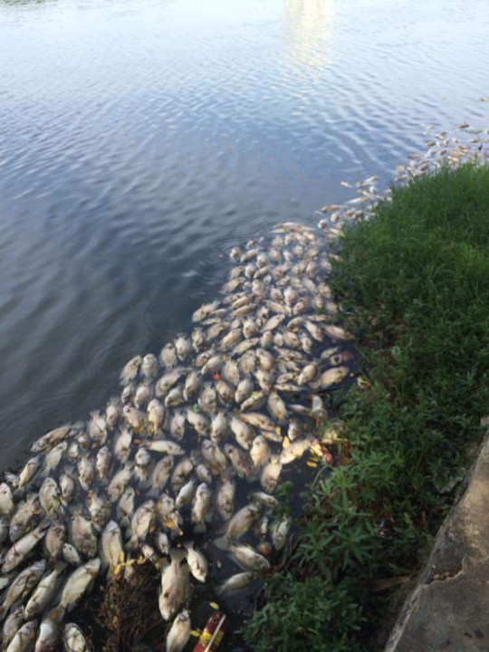 
Cá chết nổi trắng hồ công viên 29-3 Ảnh: Facebook
