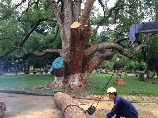
Hình ảnh đưa đăng trên mạng xã hội Facebook tỏ ra tiếc nối khi cây bị cưa

