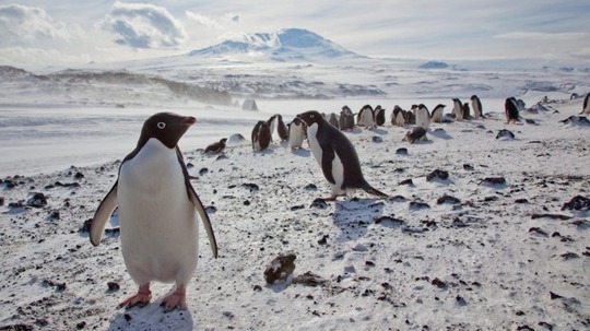 
Sự tồn tại của loài cánh cụt này đang bị đe dọa do tác động của những tảng băng trôi. Ảnh: New York Times
