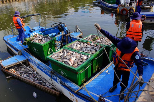 Những ca nô chỉ vớt trong khoảng nửa tiếng đồng hồ đã chất đầy hàng tấn cá chết chờ về bến để tập trung về bến bến gần Nhà thi đầu Rạch Miễu, quận Phú Nhuận để chuyển lên xe rác.