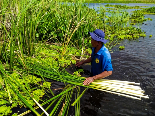 
Dân nghèo cũng có thêm nguồn thu nhập từ việc thu hoạch bồn bồn.
