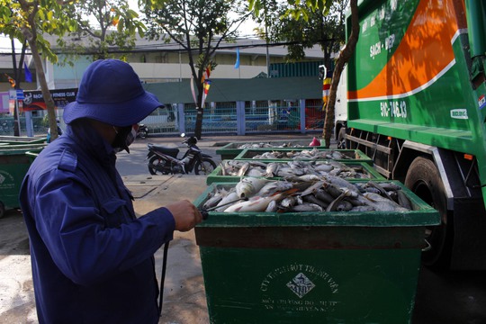 Xác cá tập trung về một chỗ và được công nhân phun các loại thuốc khử trùng để tránh gây ô nhiễm môi trường.