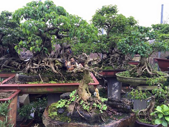 Chi hàng chục triệu đồng cho một cây quất bonsai chơi Tết