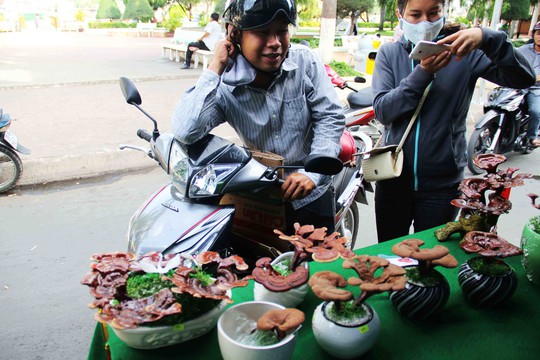 
Khách hàng tỏ ra thích thú với loại kiểng mới lạ, lần đầu tiên xuất hiện trên thị trường Tết Bính Thân 2016
