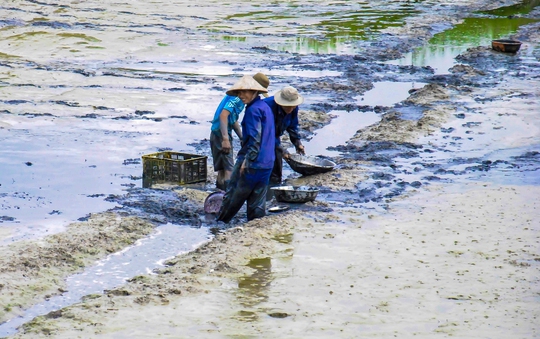 
Tát đìa bắt cá ở vùng đệm của Vườn Quốc gia U Minh Thượng.

