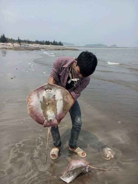 
Cá đuối chết bất thường ‘nghi” nhiễm độc trôi dạt vào bờ biển huyện Quảng Trạch, nhiều người cho rằng đây cũng chính là nguyên nhân khiến hàng chục trường hợp bị ngộ độc

