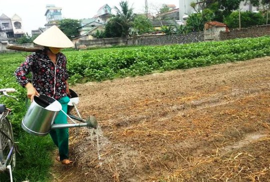 
Người dân đã yên tâm sản xuất trở lại nhưng đề nghị VTV phải có trách nhiệm hỗ trợ thiệt hại do rau ế ẩm không bán được trong thời gian qua
