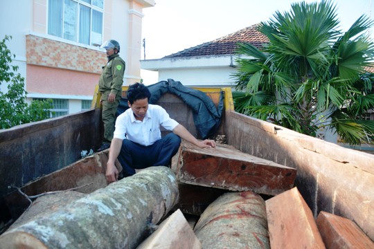 Nhiều khúc gỗ lớn bị bắt giữ (Ảnh: Đào Cương)