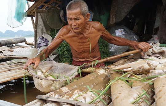 Cá lồng của nhiều hộ nuôi tại xã Cẩm Ngọc, huyện Cẩm Thủy, tỉnh Thanh Hóa chết hàng loạt