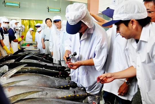 
 Các chuyên gia Nhật Bản kiểm tra chất lượng cá ngừ đại dương tại Bình Định. Ảnh:Minh Hoàng.
